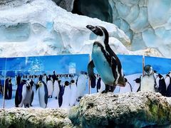 -帝企鹅自助餐厅•儿童岛•真企鹅(长隆企鹅酒店)