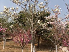 -北京西山国家森林公园