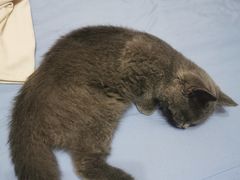 -北京观赏动物医院·24小时大型综合·猫专科·异宠专科