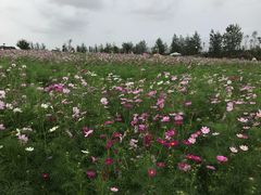 -荷兰花海