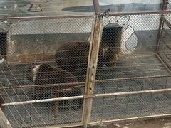 -大青山野生动物园
