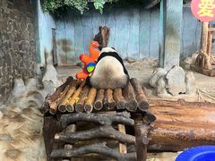 -海南热带野生动植物园