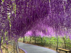 -大塘金香草谷