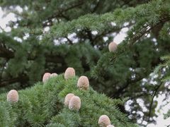 -吉林市朱雀山国家森林公园
