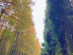 -山王坪喀斯特国家生态公园