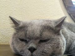 -more than meow吴止猫主题餐厅(承德 中船汇店)