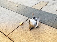 -苏州现代传媒广场商业