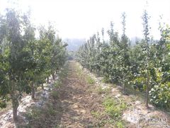 -意大利农场度假村