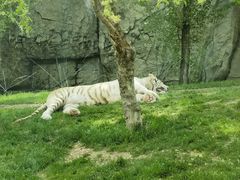 -北京野生动物园