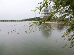 android_upload_pic-鄱阳湖国家湿地公园