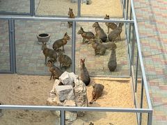 -西霞口神雕山野生动物世界