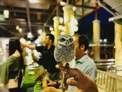 -清迈夜间动物园