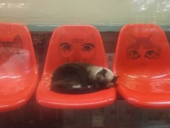 -猫咪博物馆(顶澳仔猫街店)