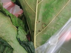 -叶婆婆豆浆馍馍