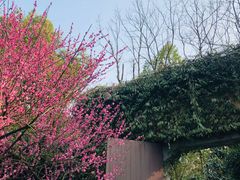 -慧因高丽寺