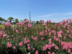 -紫颐香薰山谷景区