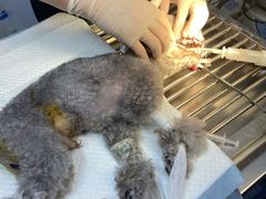 -达爱动物医院·犬猫分区·CT·复杂眼科(远洋山水分院)