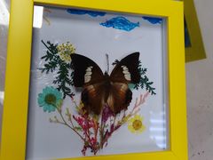 -上海大自然野生昆虫馆(东方明珠·爬宠昆虫探索中心)