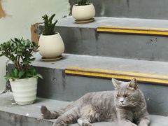 -猫岛主趣味餐厅(鼓浪屿店)