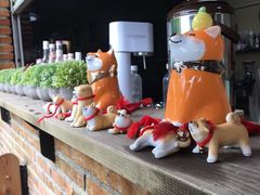 -柴犬高等学院·狗咖·柴犬售卖·宠物训练