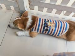 -怪兽屋·羊驼·猫咖·狗咖(俊华广场店)