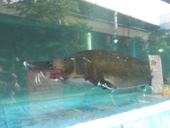 android_upload_pic-年辉渔村