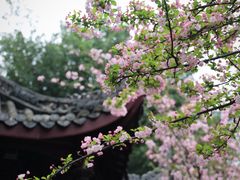 -棠湖公园