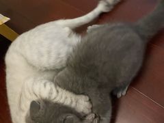 -派联宠物医院·24h·CT·异宠