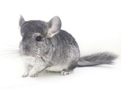 -龙猫仔乐园(惠福东路店)