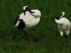 -钏路市丹顶鹤自然公园