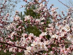 -永定河休闲森林公园