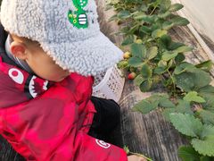-小鱼草莓采摘园农家乐·小鱼餐厅