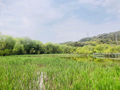 -西湖风景区-江洋畈生态公园