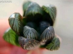 -丽景酒店-宴会厅