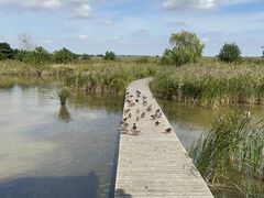 -盐城丹顶鹤湿地生态旅游区