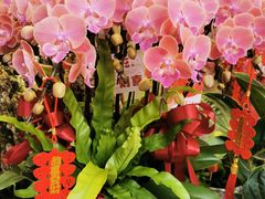 -溪岸路花鸟市场