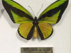 -上海昆虫博物馆