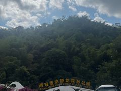 -西双版纳原始森林公园