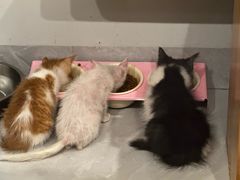 -宠物星动物医院·眼科·异宠·猫科(江南大道总院)