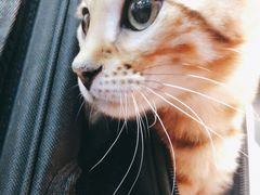 -糯米喵星人总部直营旗舰店·猫舍·幼猫出售