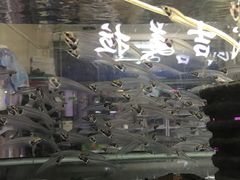 -中环花鸟鱼虫市场