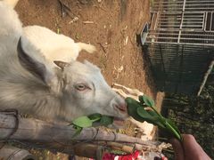 鸿华度假酒店-鸿华度假酒店