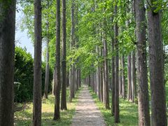 -上海长兴岛郊野公园