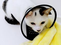 -关爱宠物医院·猫科中心·消化科(滨湖万达分院)