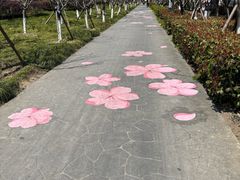 -高东镇樱花园