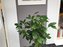 -伦敦比斯特购物村