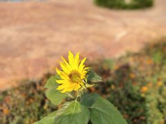 -武汉紫薇都市田园