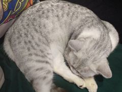 -more than meow吴止猫主题餐厅(承德 中船汇店)