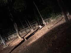 -清迈夜间动物园
