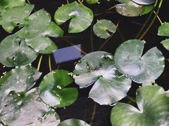 -两棵枇杷树